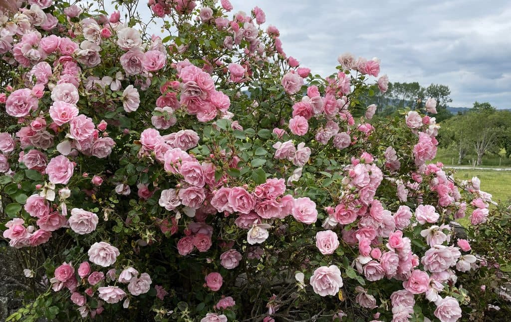 https://gurteen.cms.matthiasepheser.at/wp-content/uploads/sites/4/2022/06/SMALL_3018-1024x646.jpg